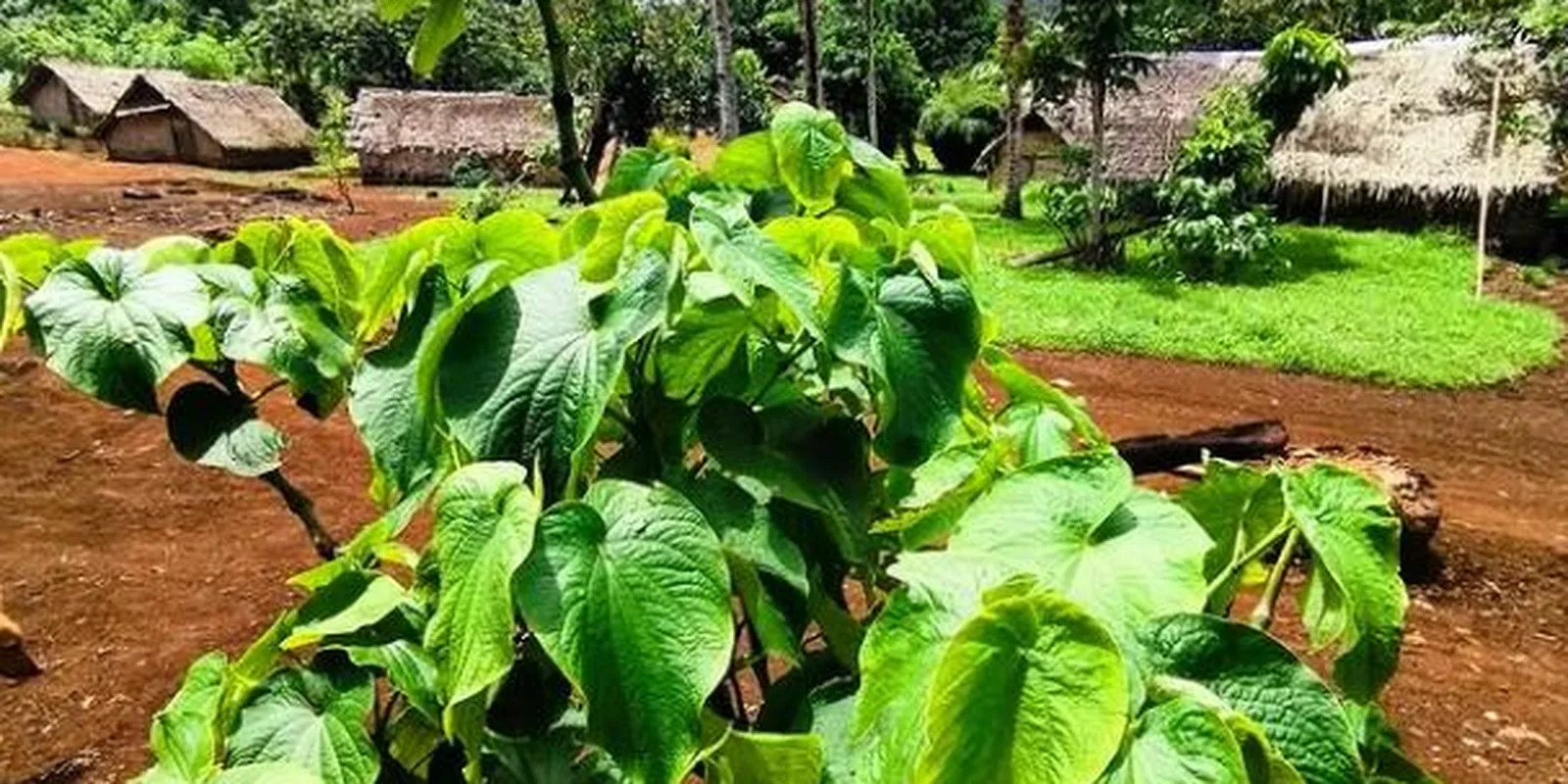 Plantacja kavy na Espiritu Santo